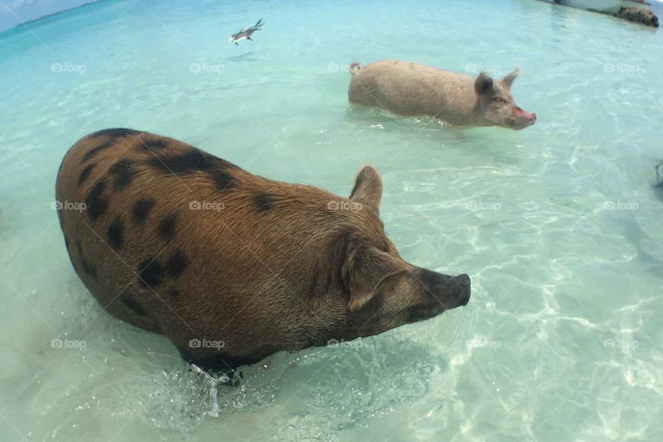 Two pigs in water