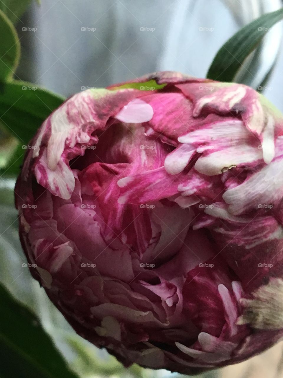 Peony flower bud