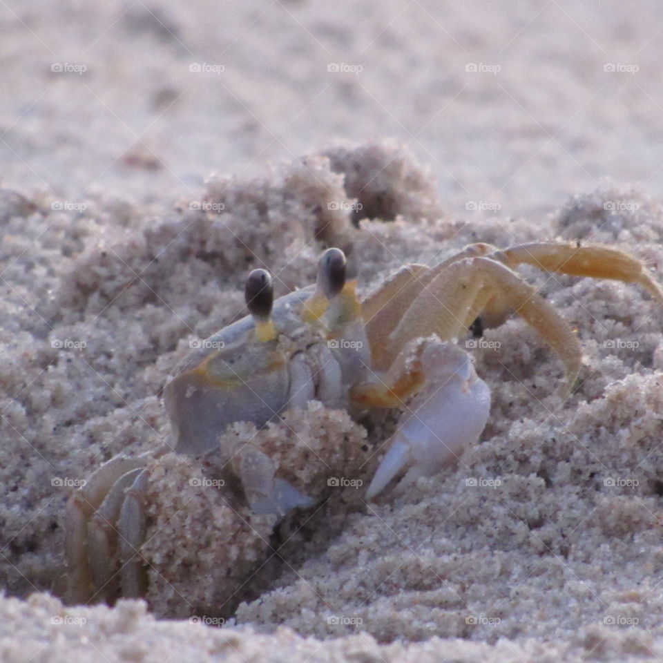 Crab in beach