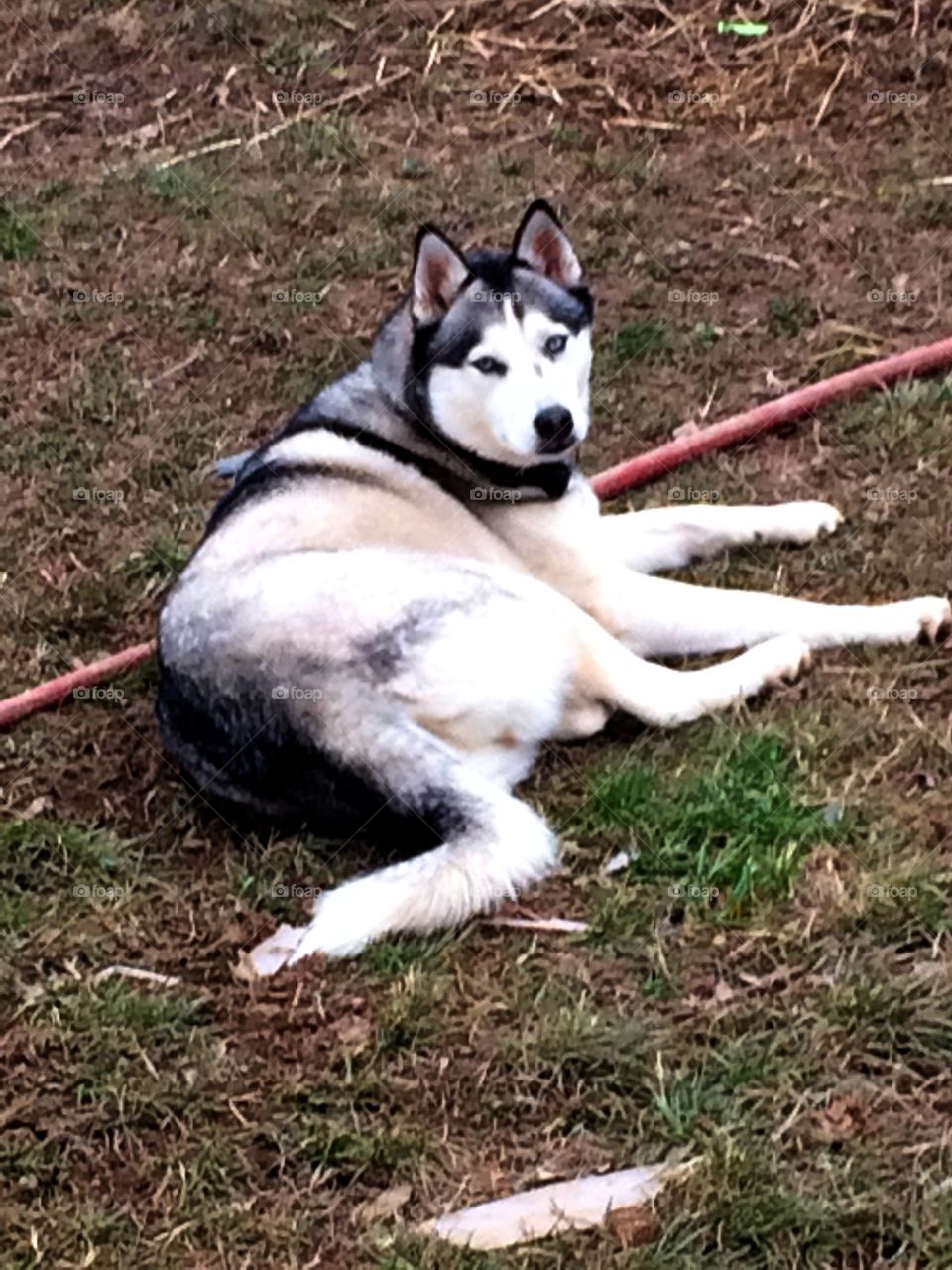 Incredible husky dogs