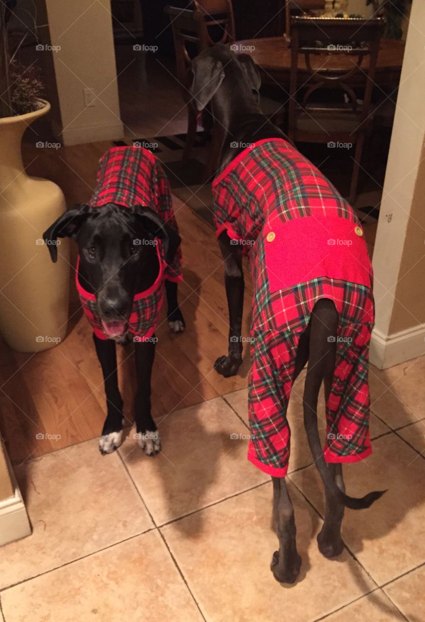 Doggie PJs