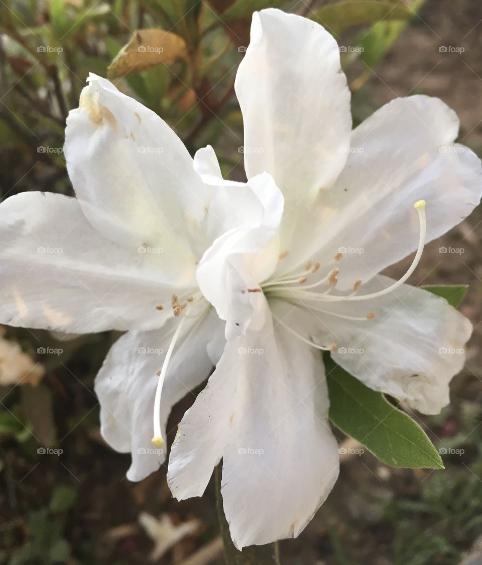 🌹 🇺🇸 Very beautiful flowers to brighten our day.  Live nature and its beauty. Did you like the delicate petals? / 🇧🇷 Flores muito bonitas para alegrar nosso dia. Viva a natureza e sua beleza. Gostaram das pétalas delicadas? 