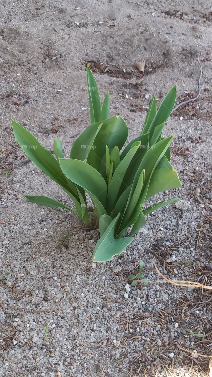 new tulip sprout