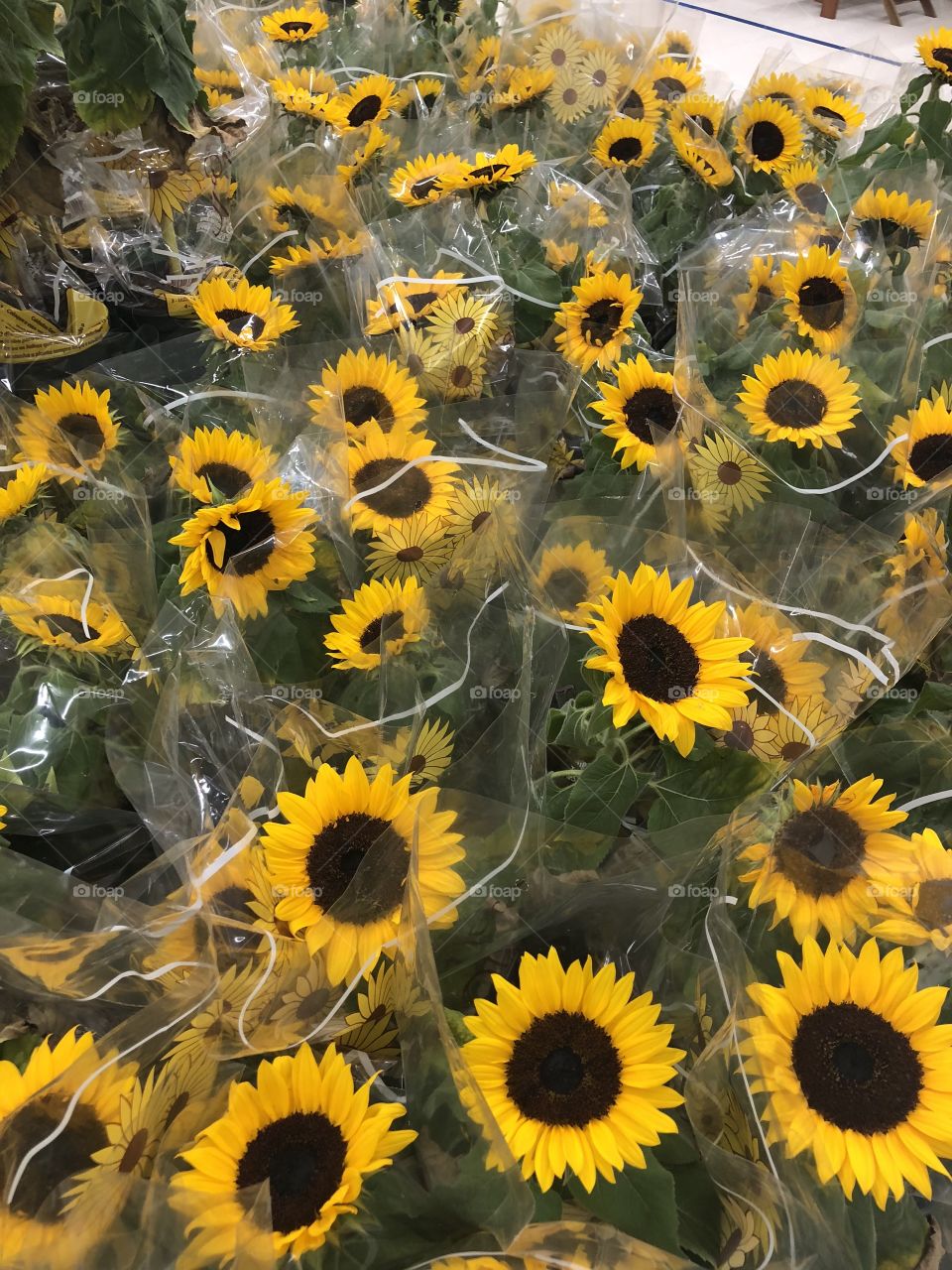 Many sunflowers on display in the supermarket