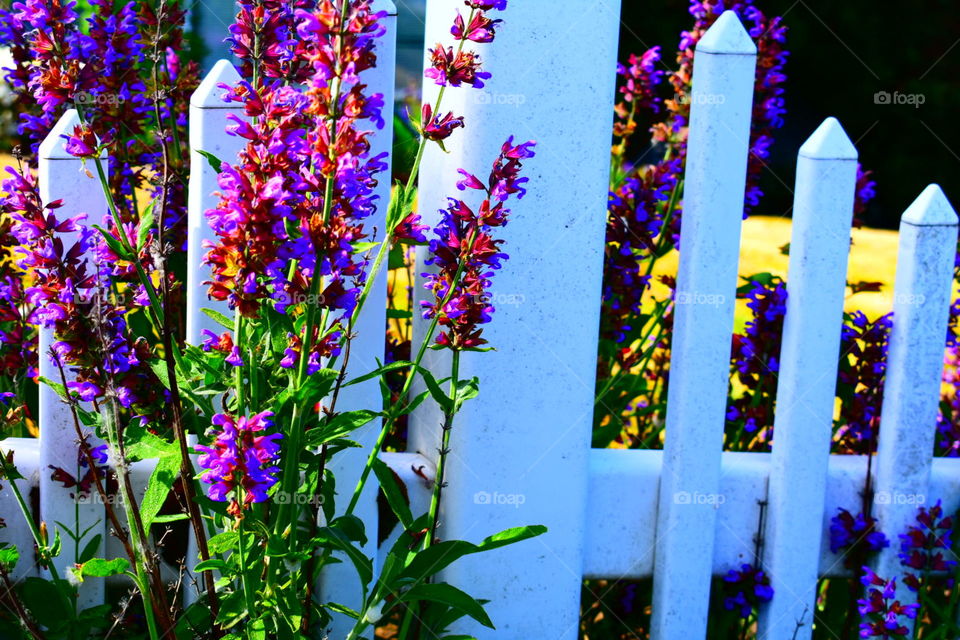 Purple flowers and picket fence