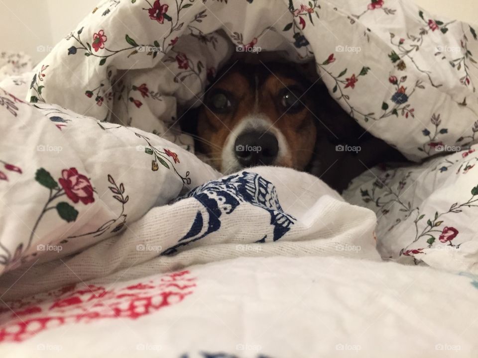 A dog sits in the bed