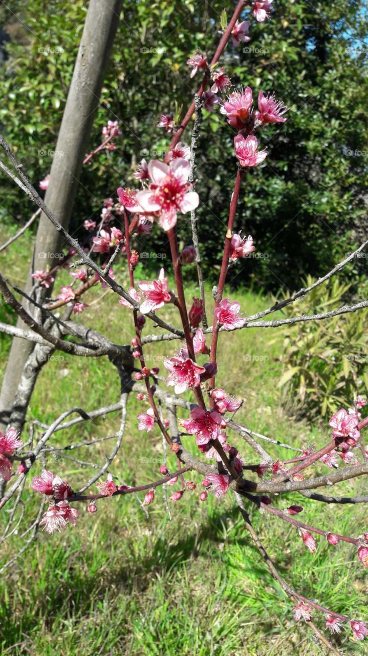 fruit tree in flower