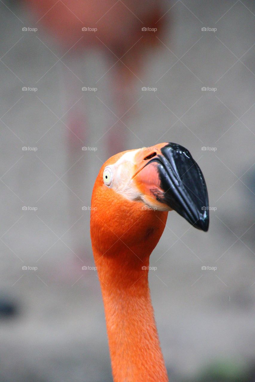 Flamingo from Key West Butterfly Conservatory 