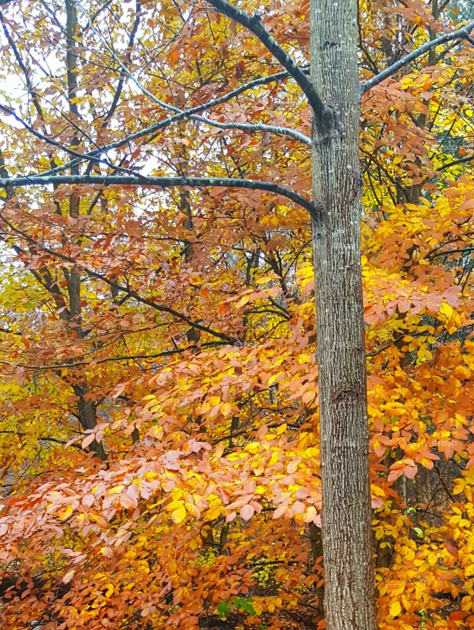 fall foliage on rainy day