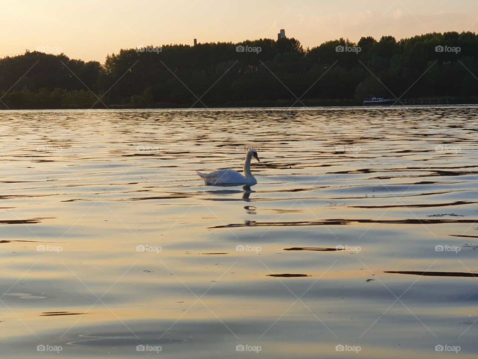 Beautiful Romantic piece of water, with beautiful swan on the lake. Oostvoornse lake, the Netherlands.