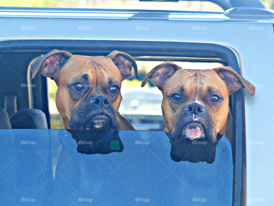 Seeing double - Two boxer dogs stick their head out the window of the car to get a better look at the surrounding landscape