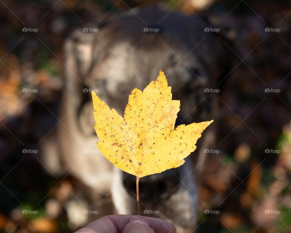 Large dog with someone holding a yellow Fall leaf 