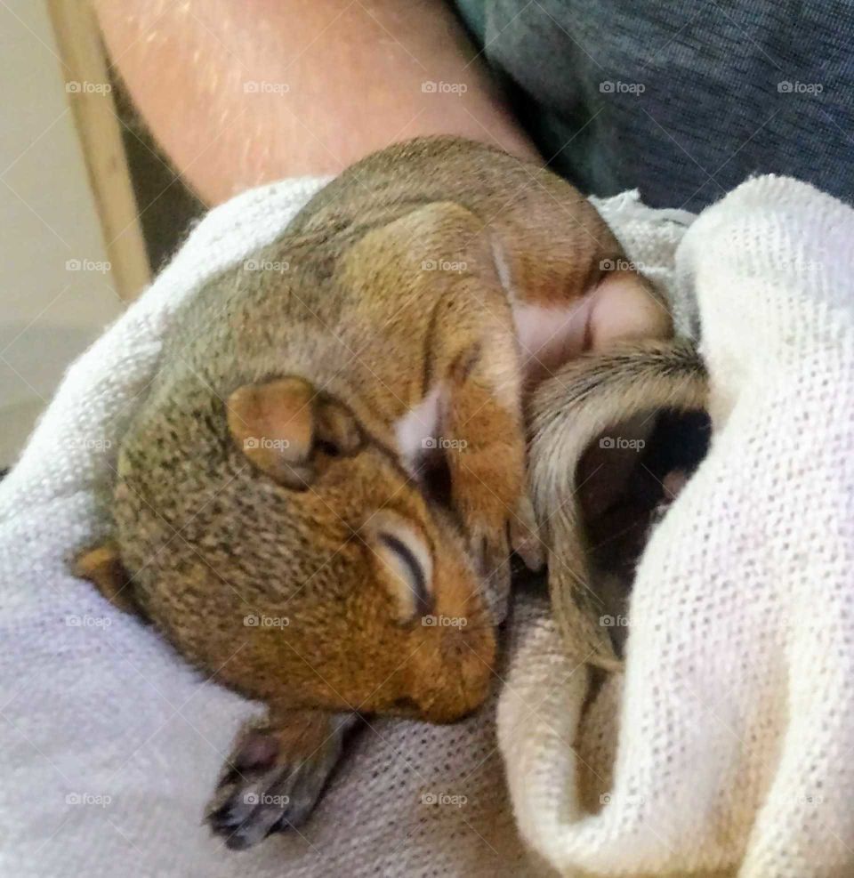 sleeping baby squirrel 02