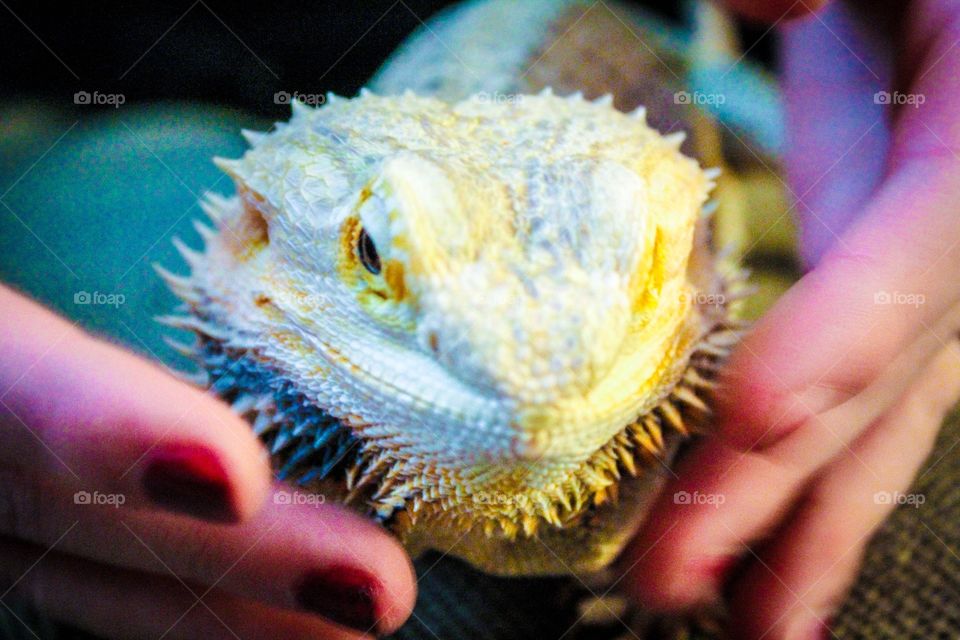 A beautiful Lizard. She is a pet. This was taken with a Canon Rebel T5  