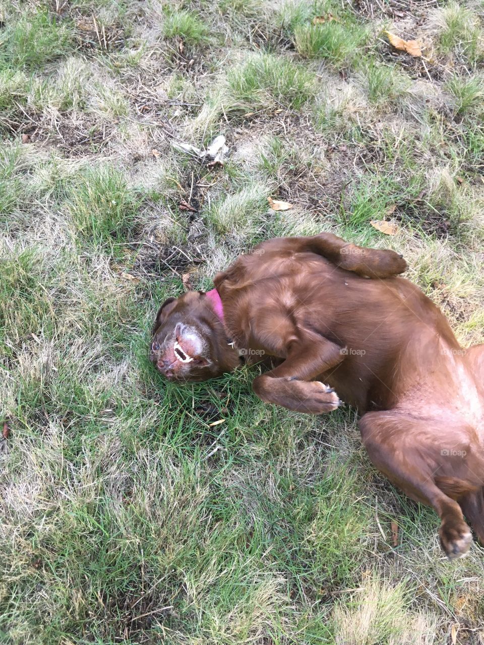 Rolling in the grass in the summer!