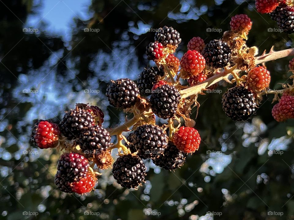 Wild blackberries 