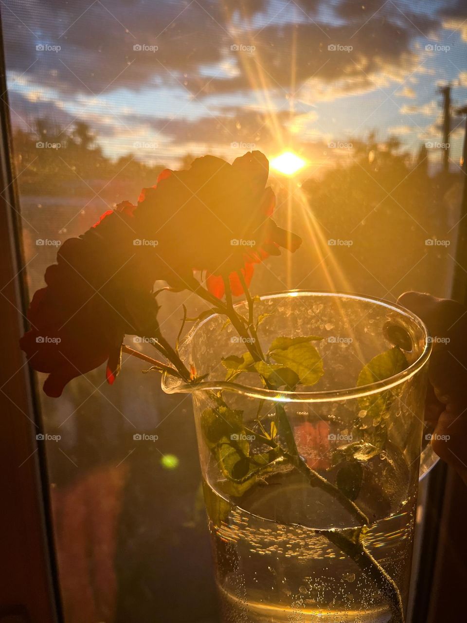 Romantic and full of passion red roses bouquet in a glass jar under the summer sunset light 