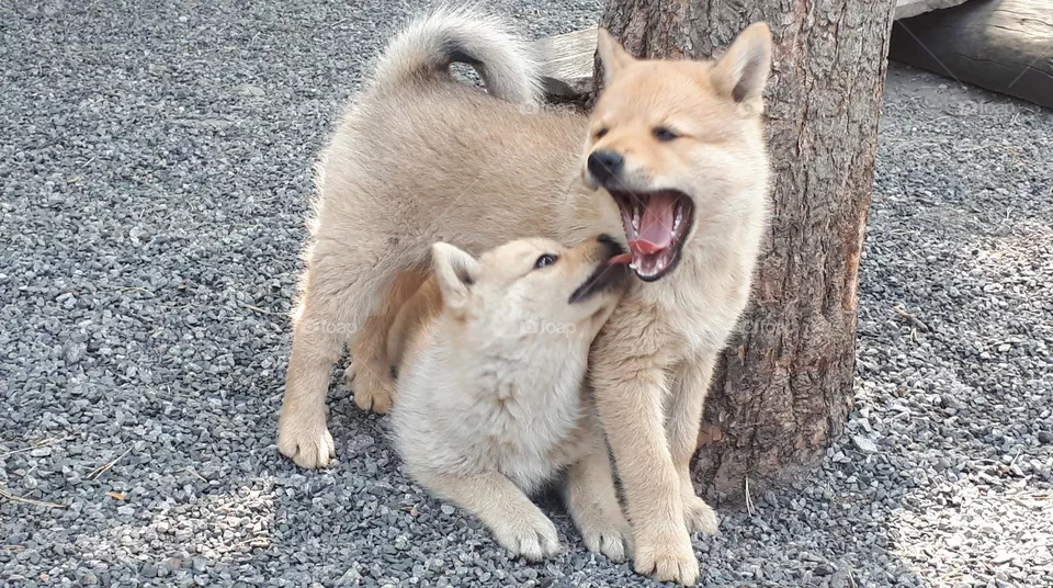 Dogs playing