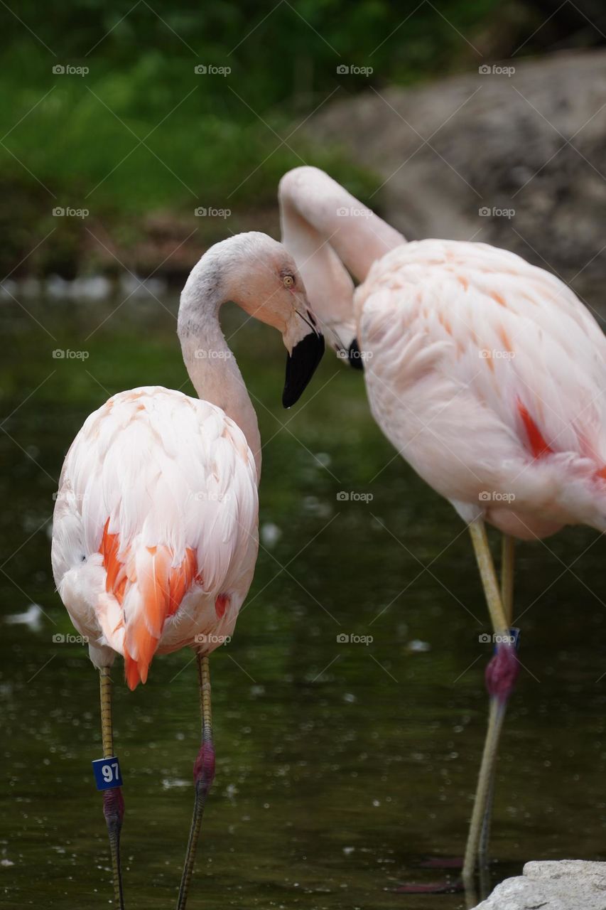 Pair of Flamingos