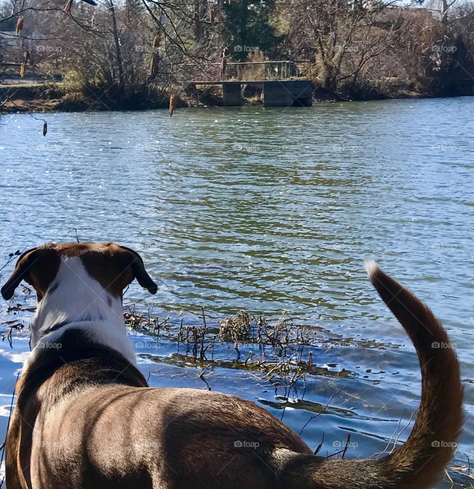 Happy dog tail at pond