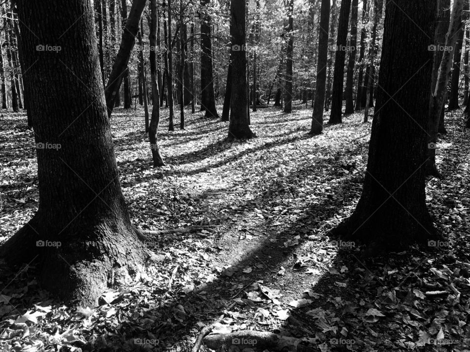 Shadows in the forest