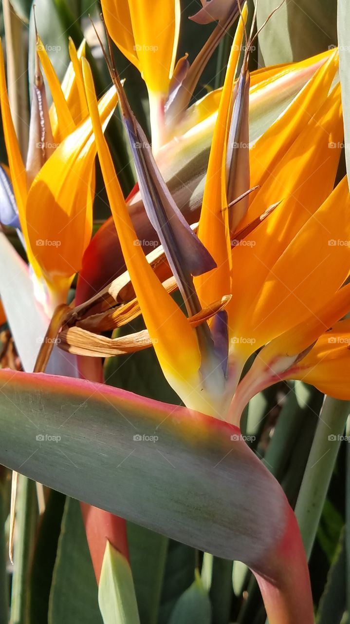 a flock of birds of paradise