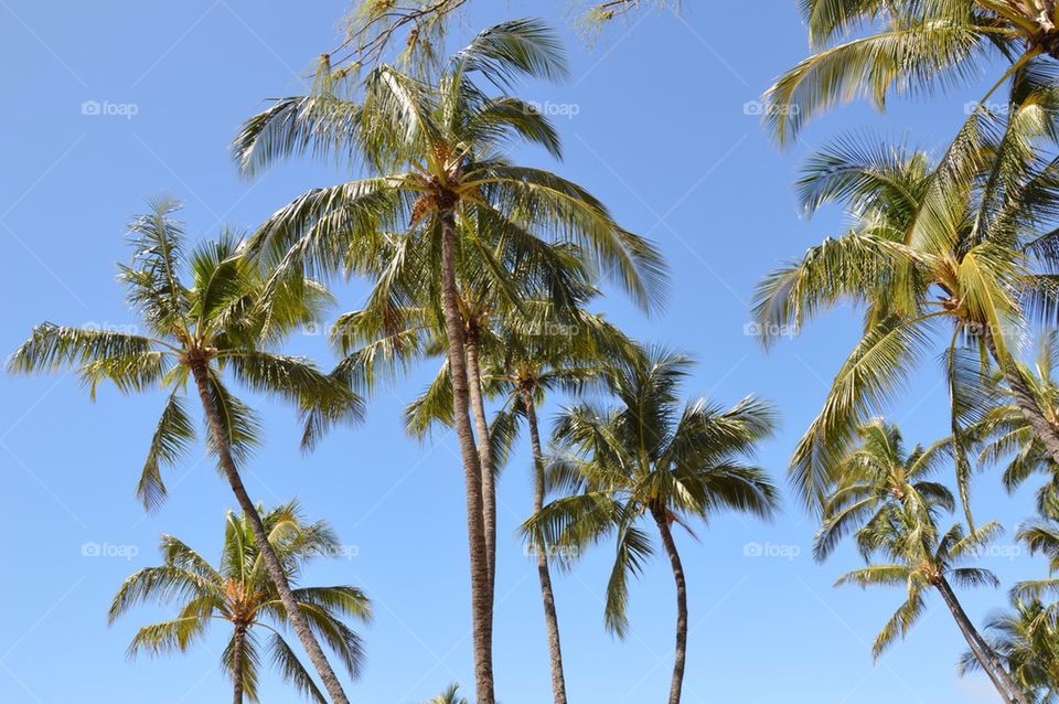 Palm trees on Kauai