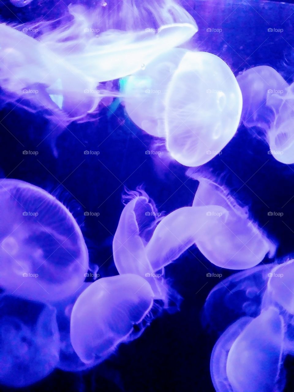 Jellyfish Museum L.A.