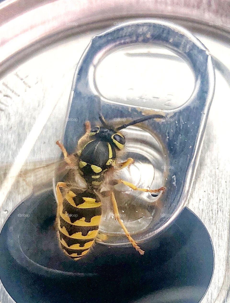 Black and yellow wasp on pop can