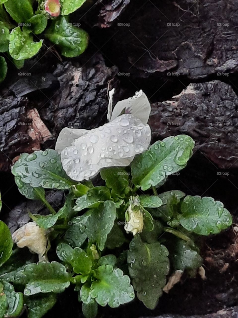 white pansy flower covered with rain drops