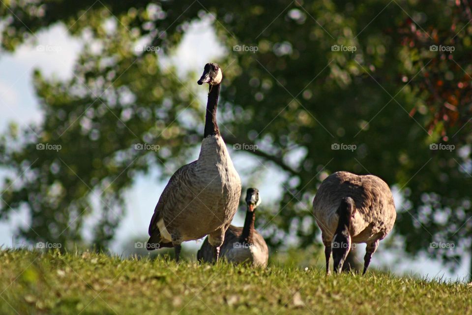 Canada geese