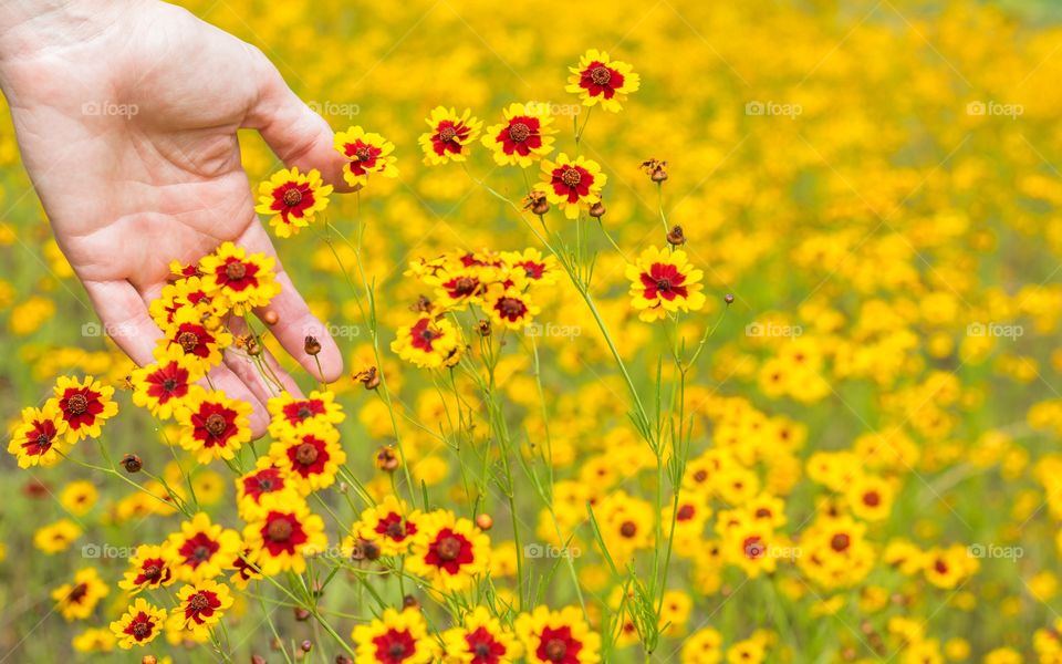 Horizontal photo of the palm of a mature Caucasian woman's hand brushing bright yellow and red wildflowers in a field of the same wildflowers