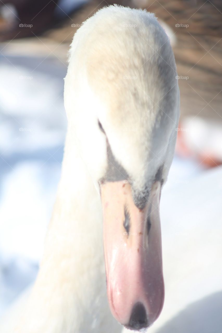 Swan beak