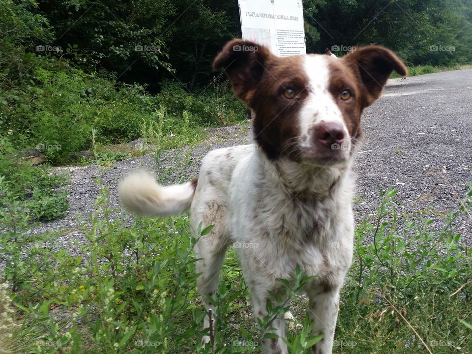 dog lost in parking lots