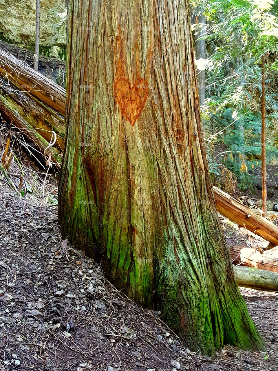 Love Is In The Air 💛
Tree Heart Carving 🌳