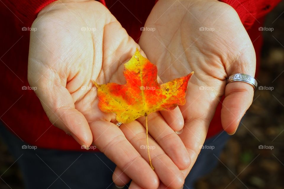 Fall leaf