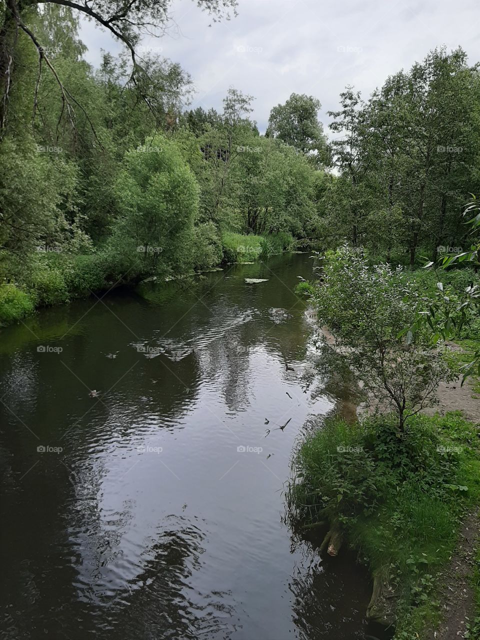 Гули,  гули.