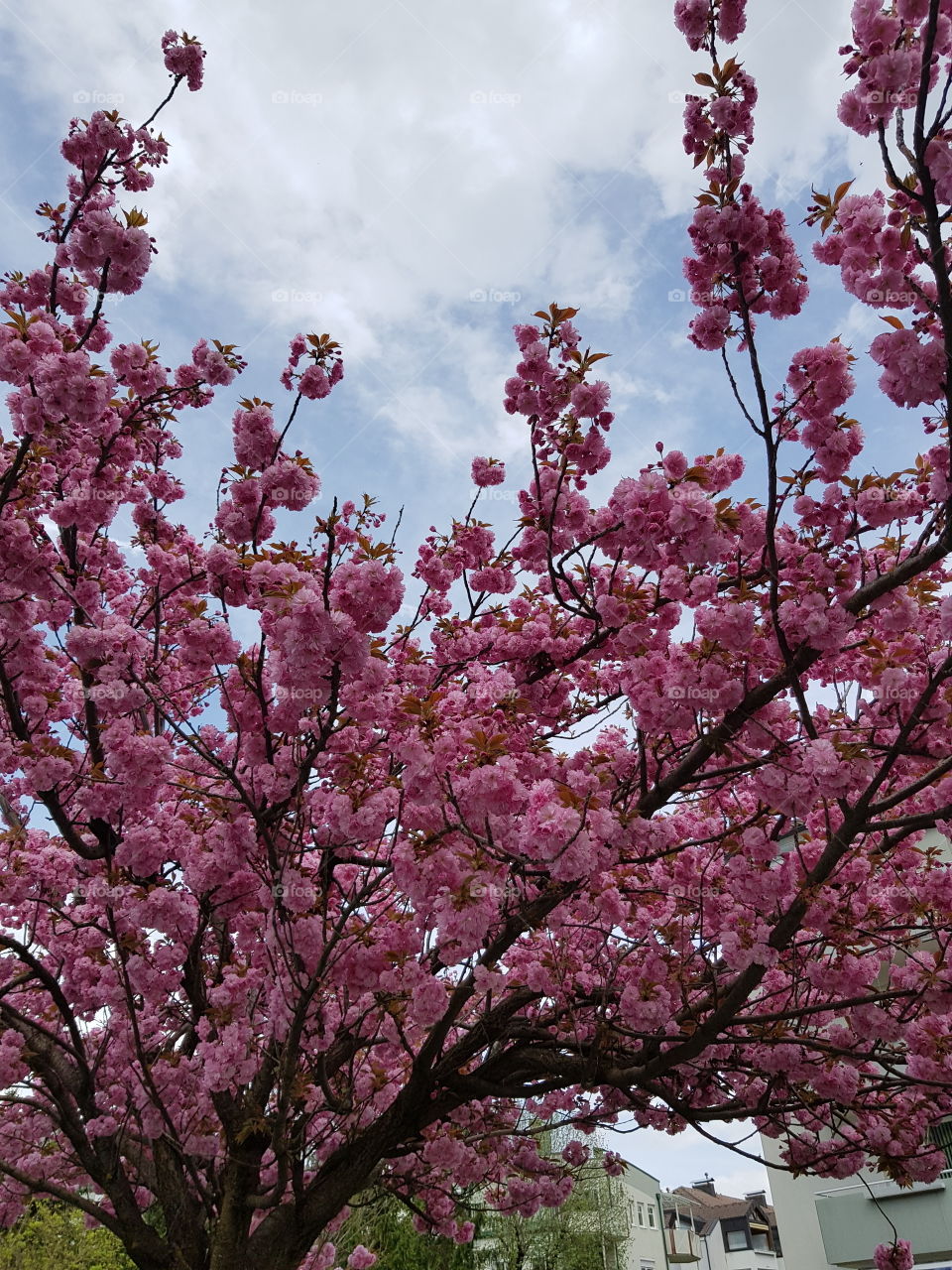 Frühling's Blumen🌱🌺