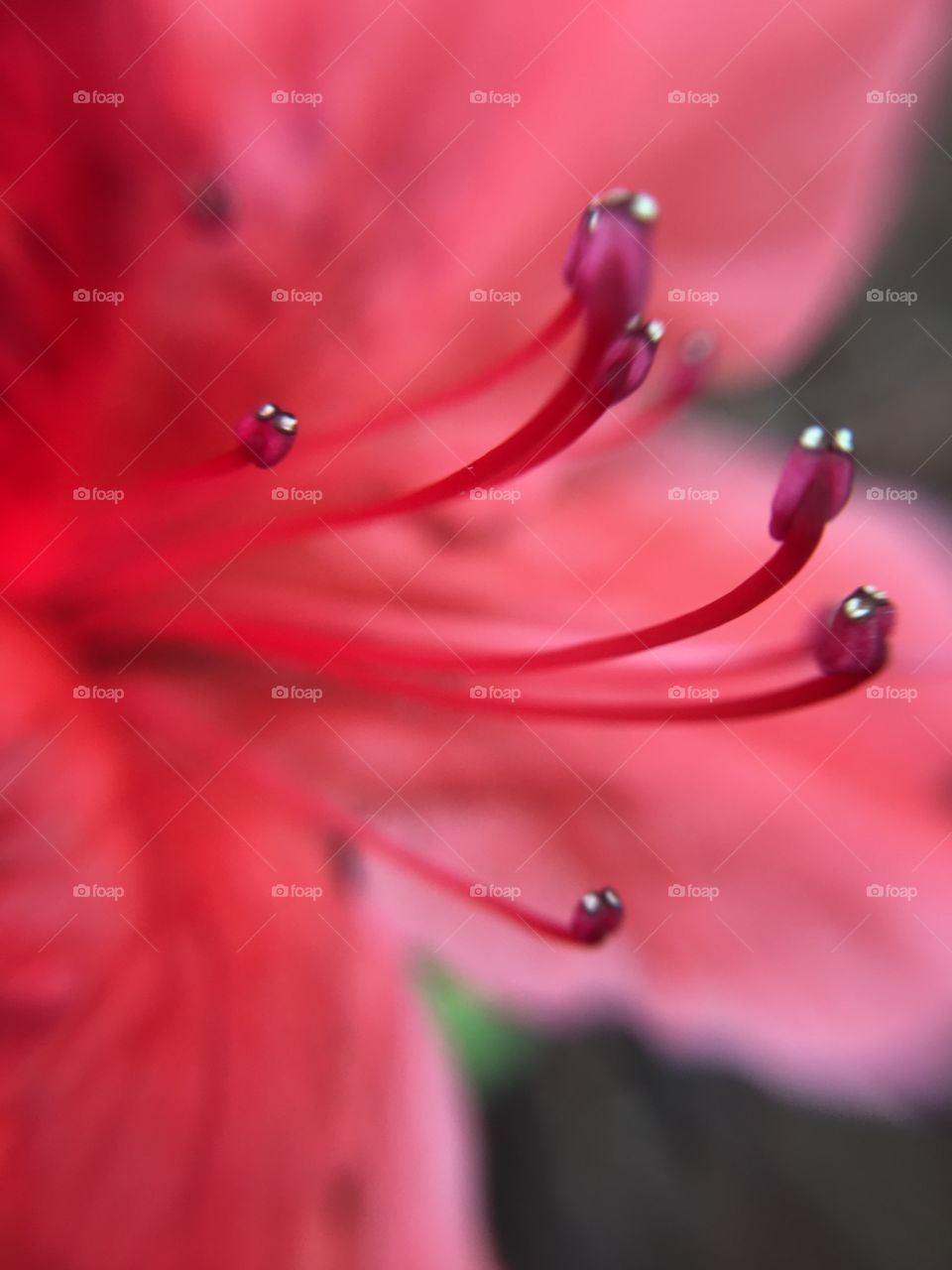 Orange azalea