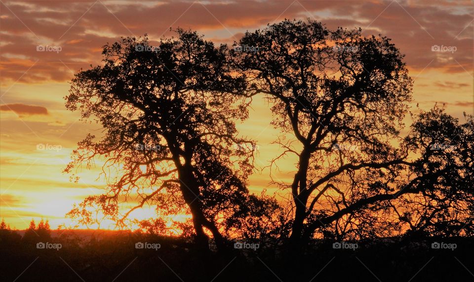 nature silhouette. Sun. Shadow. Tree. Sky. clouds. taking in this amazing view