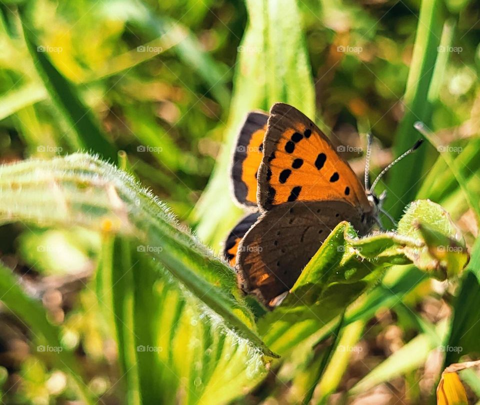 Schöne Schmetterling