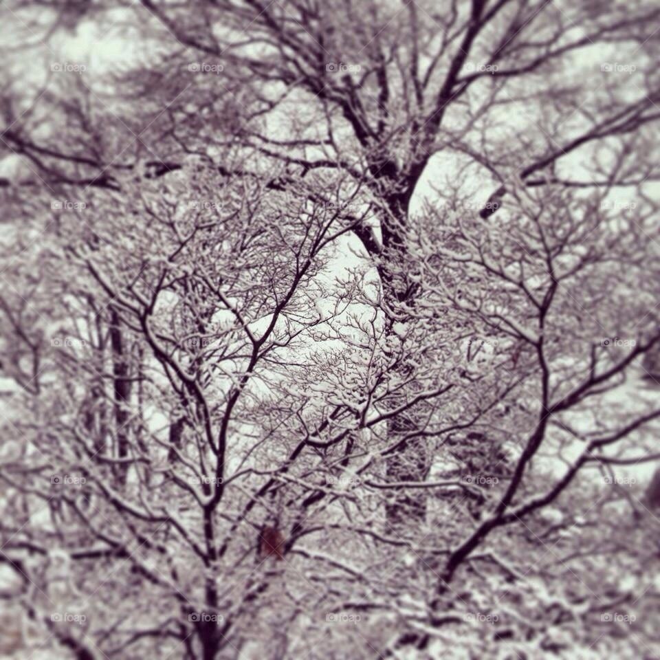 Winter trees