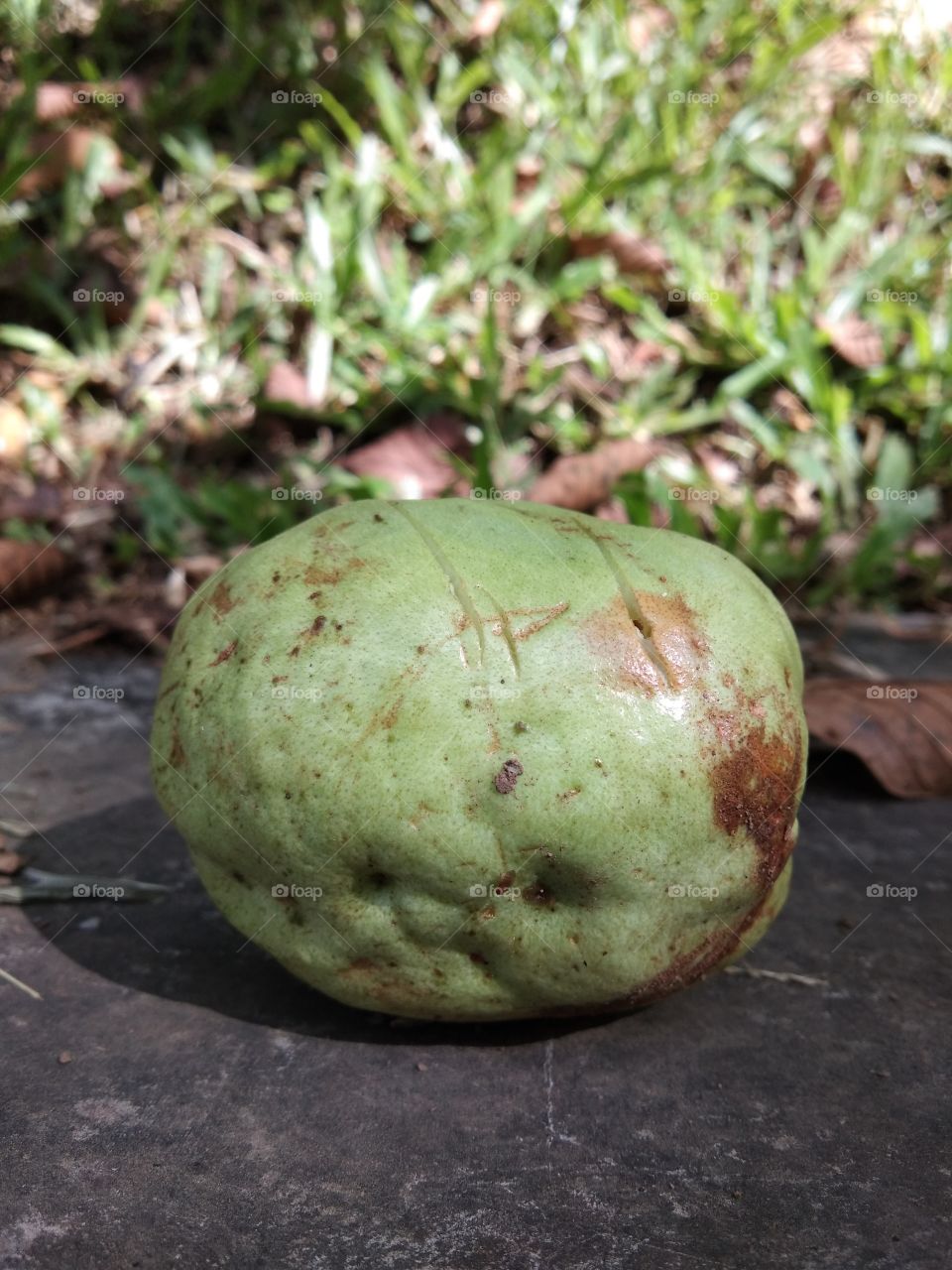 guava fruit falls on the road