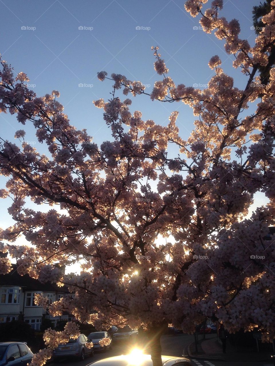 Blossom rays