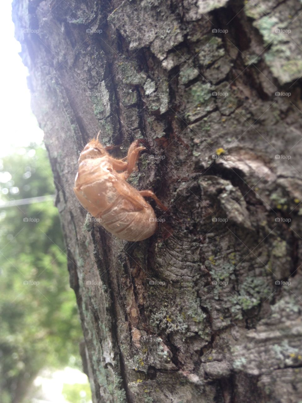 Cicada exuvia found on a morning walk. 