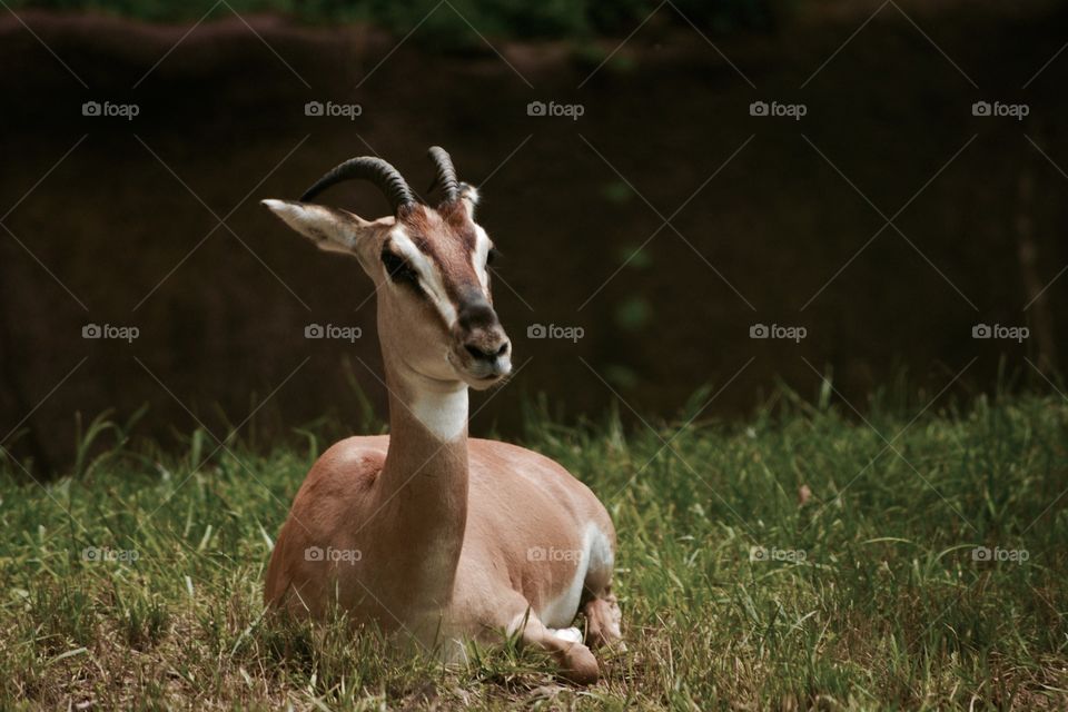 Antelope Resting 