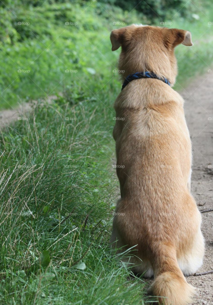 Dog on Path