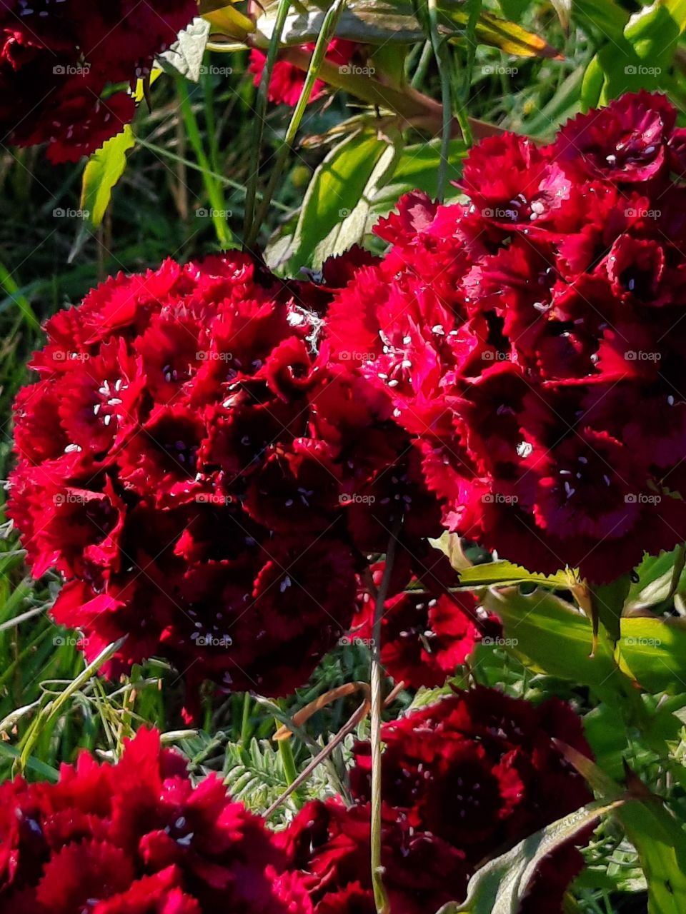 sunlit red Dianthus barbatus in summer