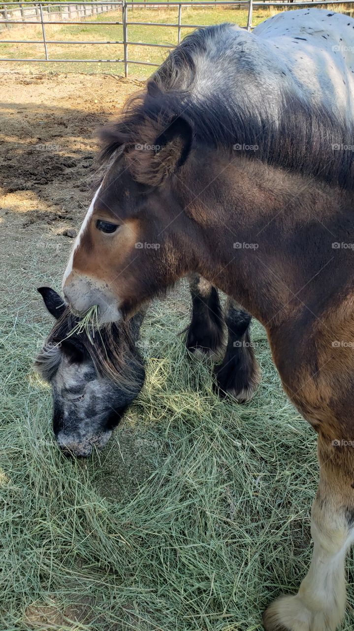 gypsy banner foal