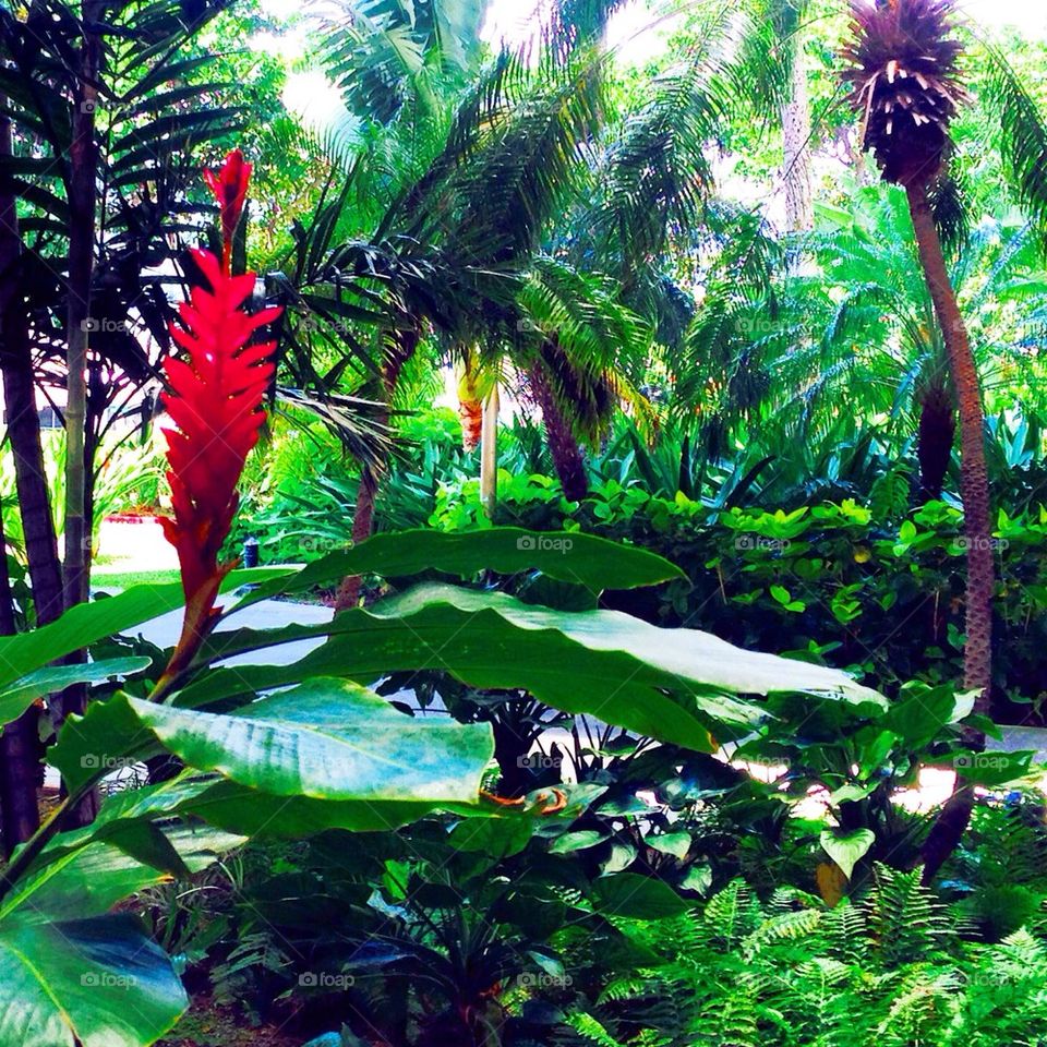 The Beautiful Garden